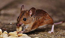 24 Hour & Emergency Exterminators in West Babylon, NY